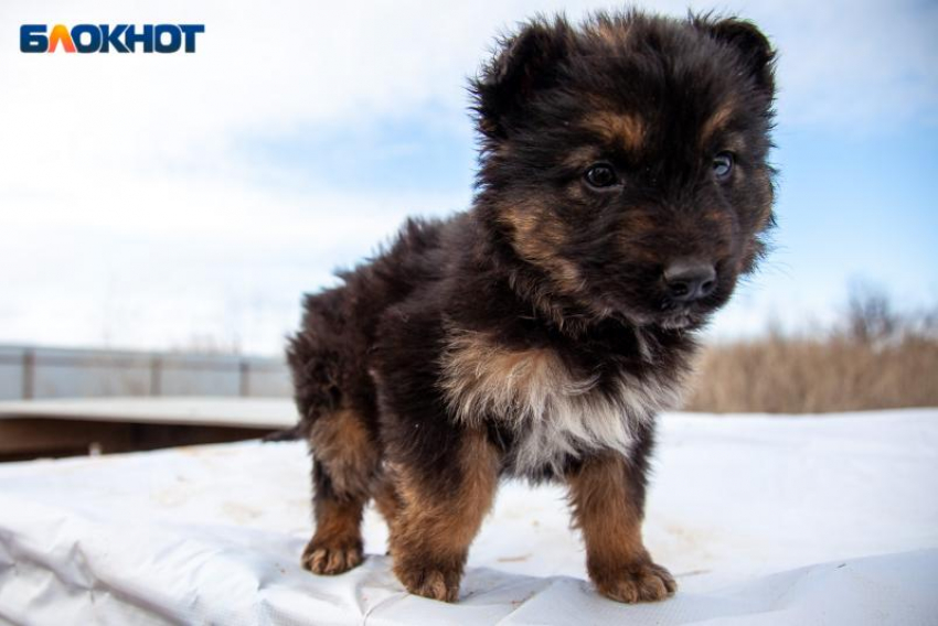 Почти 10 000 укусов: Волгоградская область столкнулась с ростом нападений животных