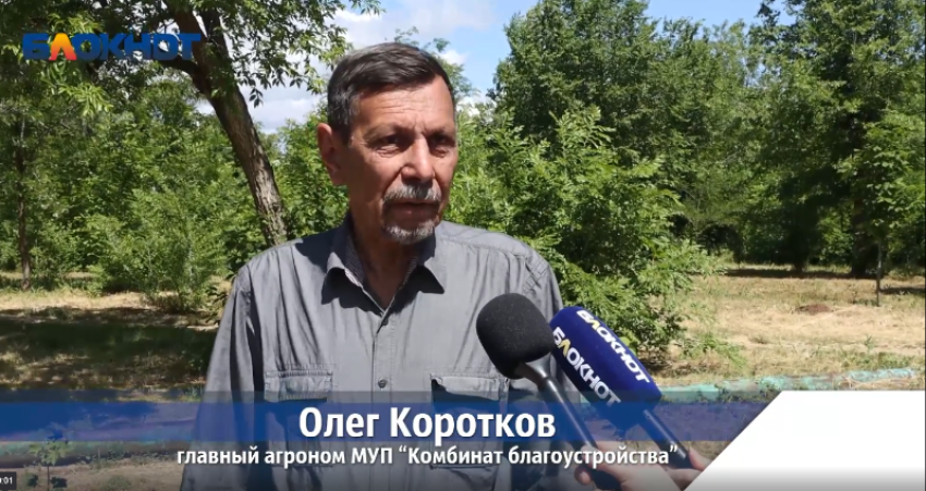 Экзохорда, сафора, тополь-гибрид и рябина: «Комбинат благоустройства» превращает Волжский в зелёную лабораторию