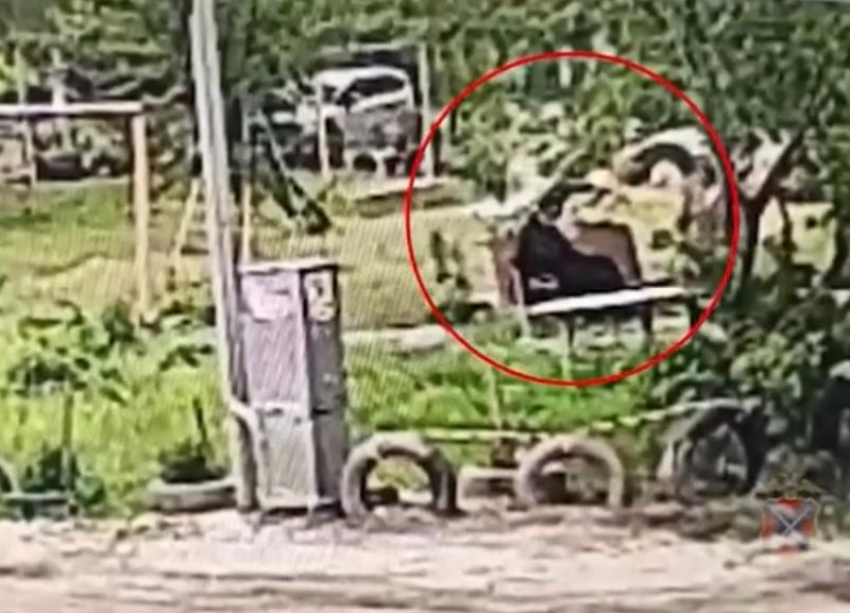 В Волгограде сосед избил пенсионерку из-за места на лавочке: видео