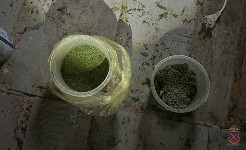 В Волжском на даче процветал наркобизнес из дикорастущей конопли