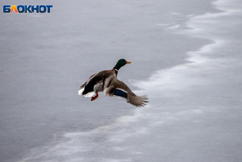 Жителей Волгоградской области приглашают помочь птицам пережить морозы