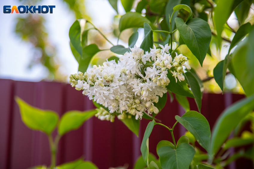 Собирали липу, просили удачу и оберегались от бед: народные приметы