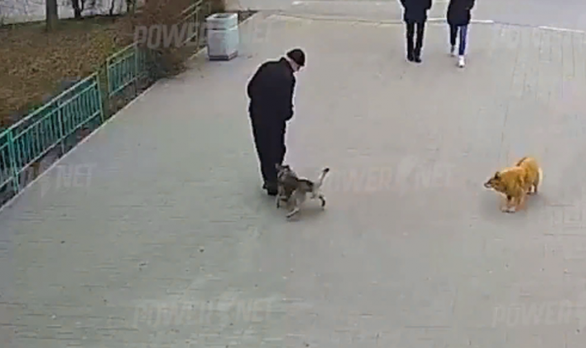 Бездомная собака напала на мужчину в центре Волжского: видео
