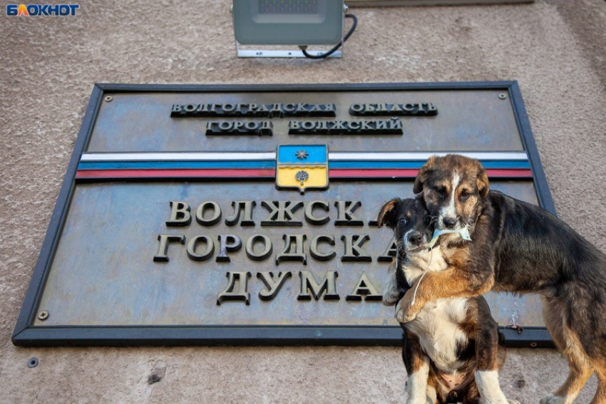Депутаты снова подняли вопрос о бездомных собаках и приютах в Волжском