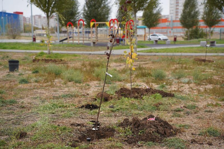 Волжский завершил осеннее озеленение