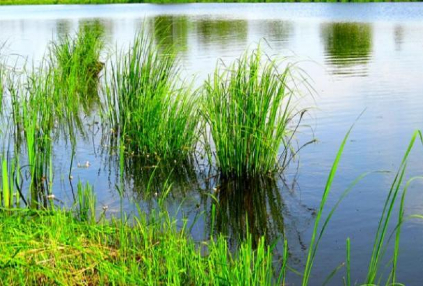 Творческий «Экологический марафон» пройдет на озере Круглом
