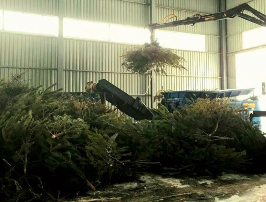 Новогодним красавицам решили дать вторую жизнь в Волжском