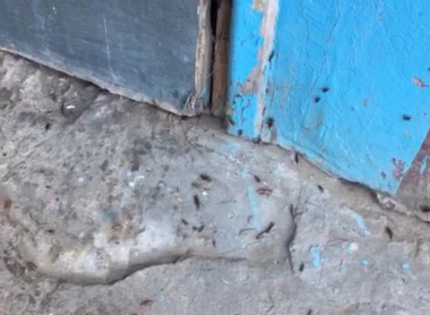 «Устали травить»: тараканы облюбовали подъезды волжской многоэтажки