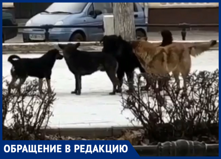 Сон напала стая собак. Бродячие собаки. Стая бродячих собак нападает. Нападение стаи собак на человека. Бродячие собаки нападают.