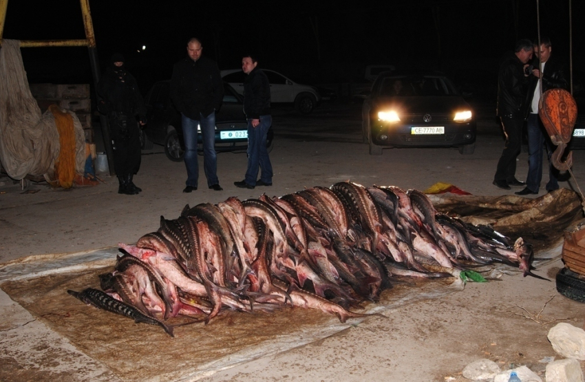 Браконьеры пытались ввезти в Волжский почти тонну краснокнижной рыбы