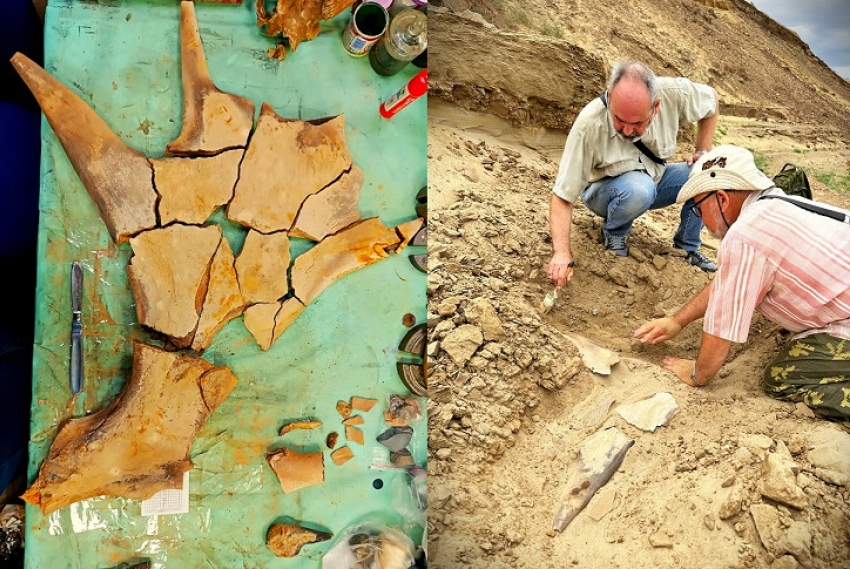 Археологи передадут новые находки с раскопок под Волжским в областной краеведческий музей