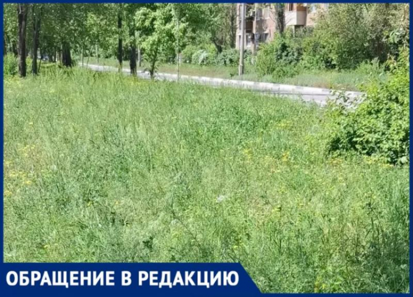 Заросли выше колен: жительница Волжского раскритиковала работу коммунальщиков