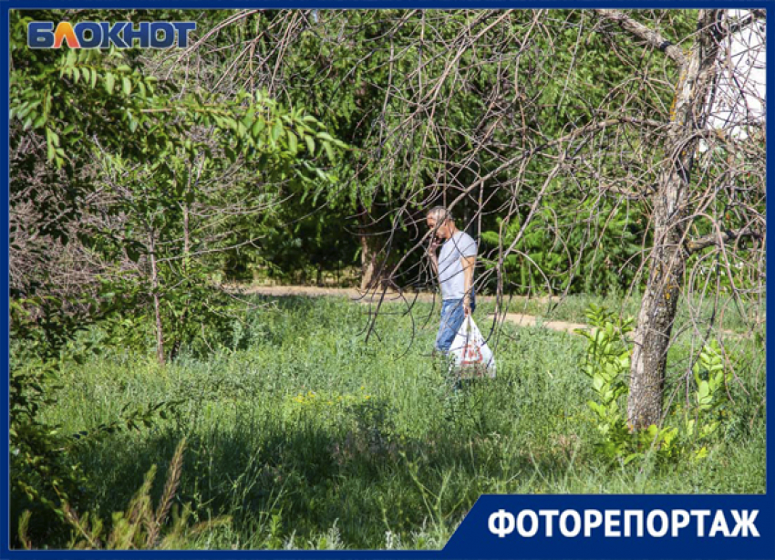 Озеленение решили отложить: Волжский превращается в дикие дебри сухостоя