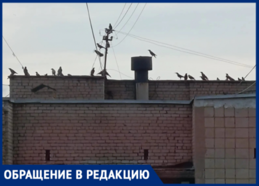 В Волжском облагораживание аллеи обернулось птичьим бунтом