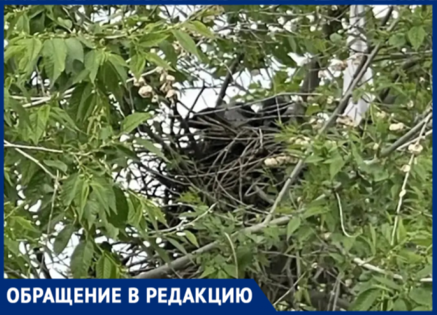 «Клюют детей и работников»: в волжской школе №14 вороны устроили террор, а администрация бездействует