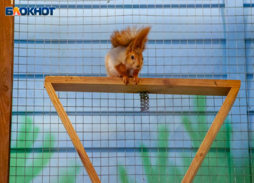 Нежданно, негаданно к волжанину заглянула белочка: видео