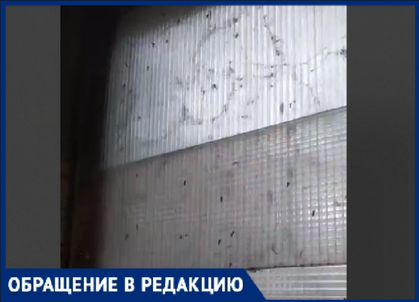 Комары в октябре? Из-за сырого подвала волжан атаковали насекомые