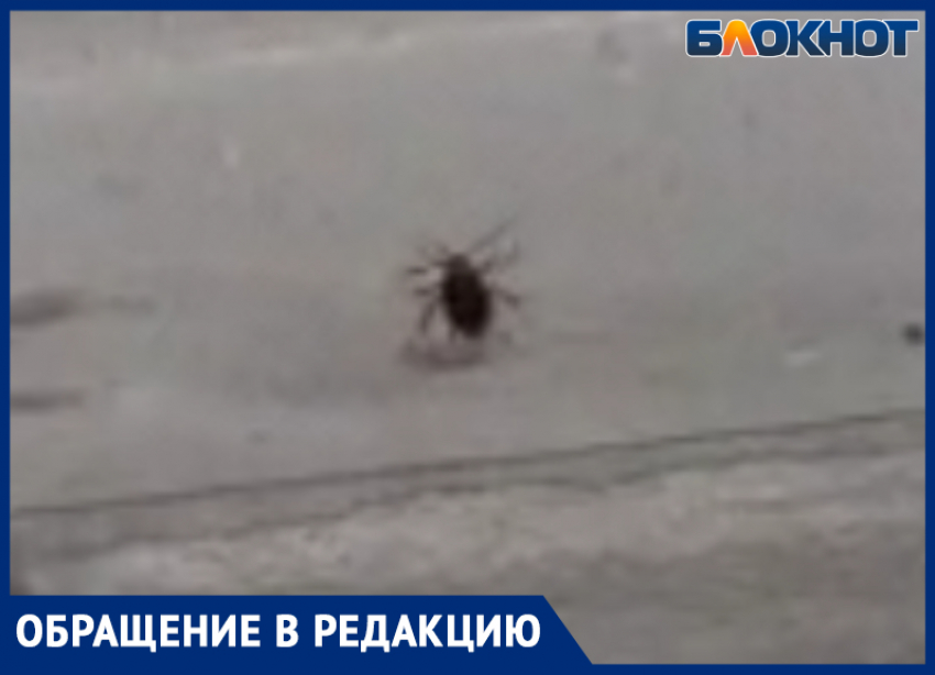 «Забираются аж до восьмого этажа»: Волжане борются с нашествием тараканов