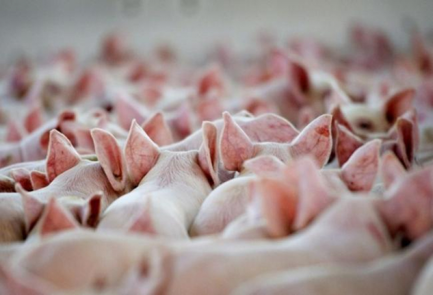 Около 1,5 тысячи свиней будут забиты из-за вспышки АЧС в Волгоградской области