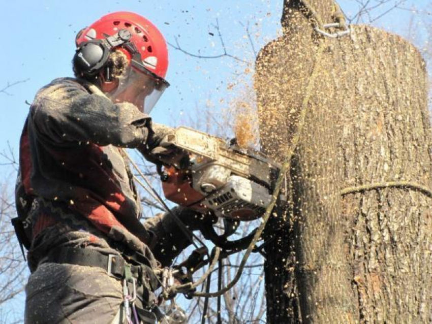 Прокуратура Волжского «заступилась» за снос 675 деревьев для стройплощадки «Леруа Мерлен"
