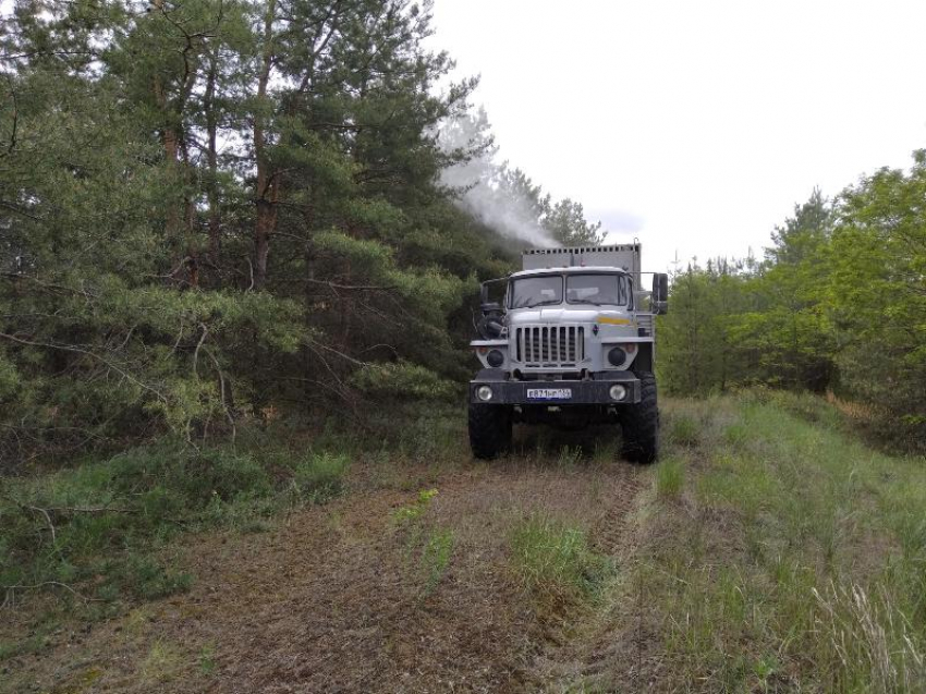 В Волгоградской области обработают 3,6 тысяч га леса для защиты от вредителей