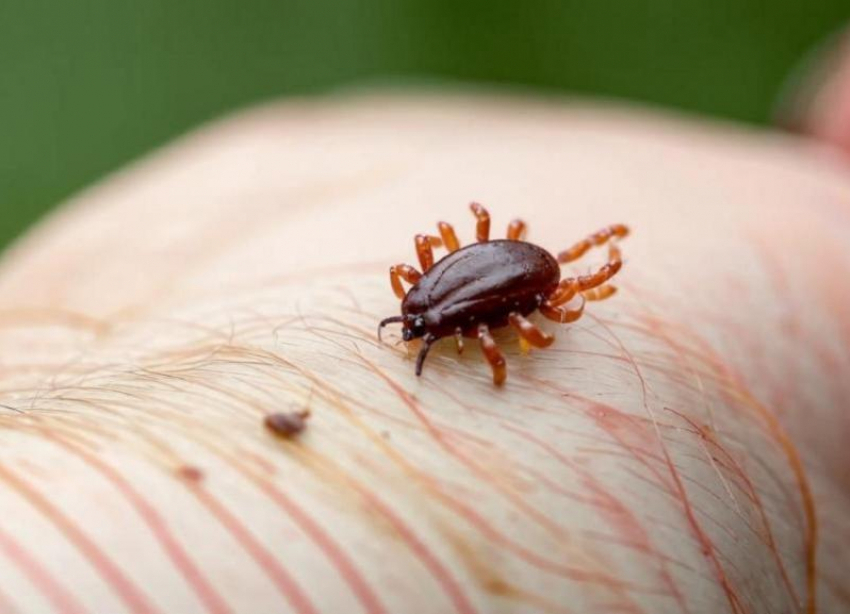 Более 1800 укусов клещей за сезон: Роспотребнадзор подвел итоги и напомнил о новых правилах