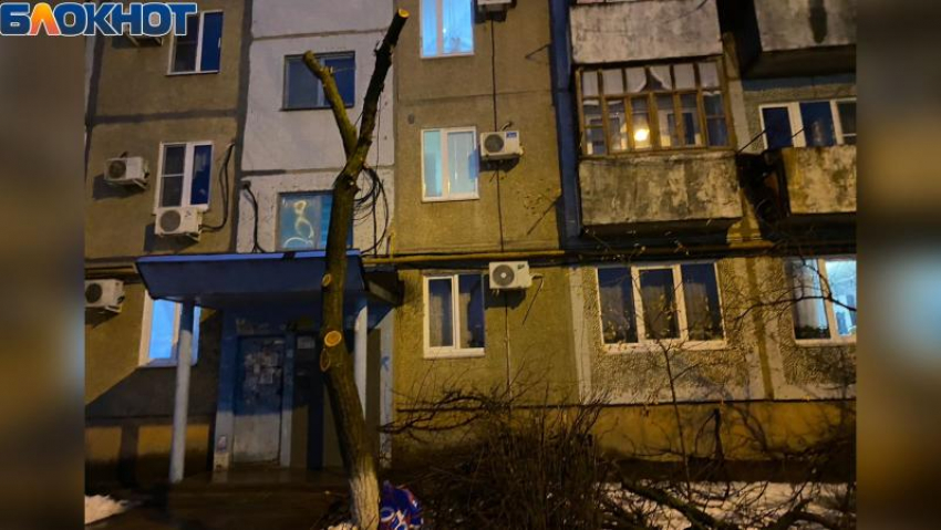В Волжском бьют тревогу из-за спила деревьев во дворах: видео 