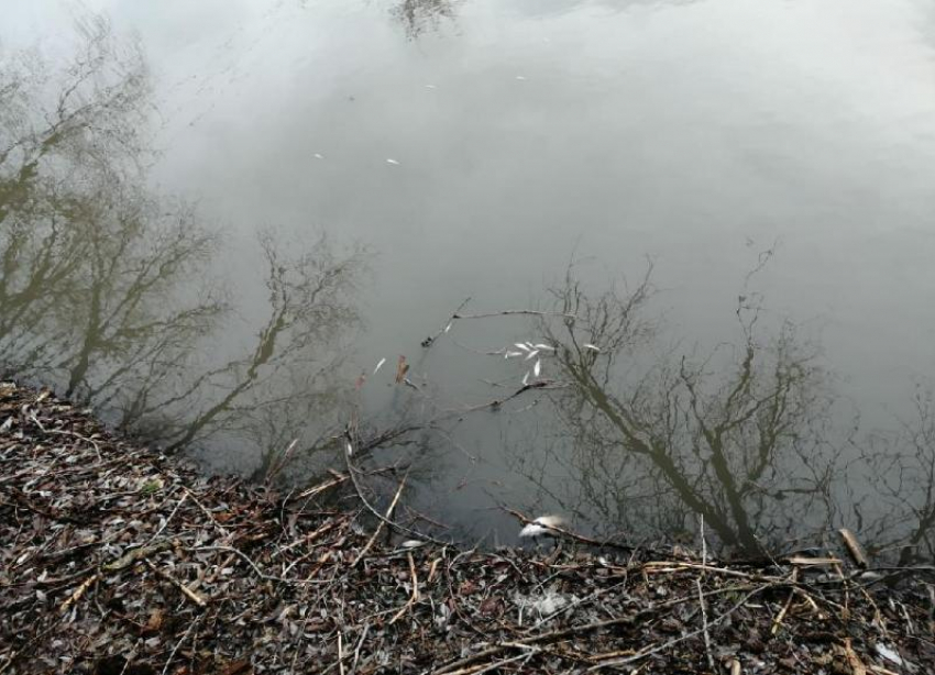 Прокуратура области подтвердила загрязнение реки Арчеда 