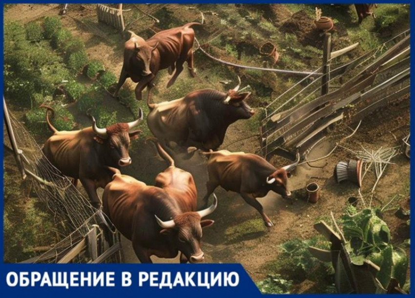 «Живем в страхе»: жители хутора жалуются на опасную ферму с быками