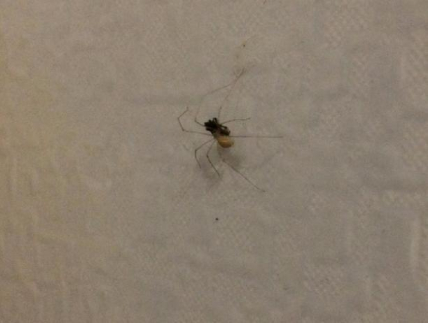 Паука-хвастунишку с жертвой застукала волжанка