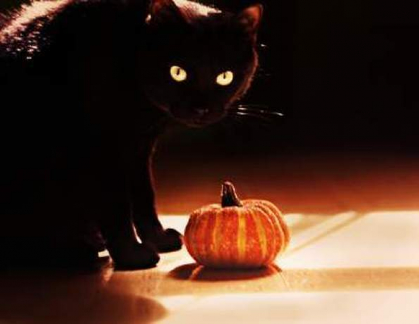 В канун Хэллоуина зоозащитников призывают беречь животных от сатанистов