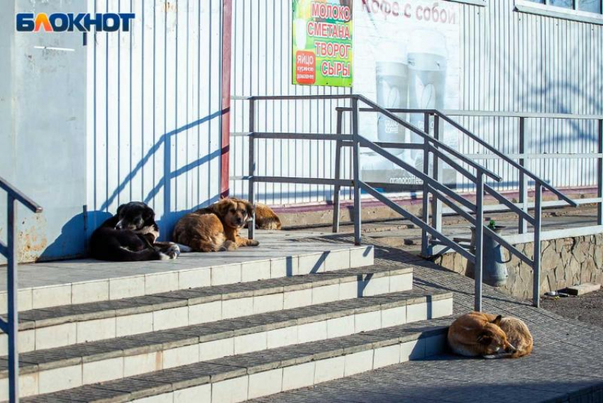 Бездомные собаки «захватили» сетевой магазин в Волжском