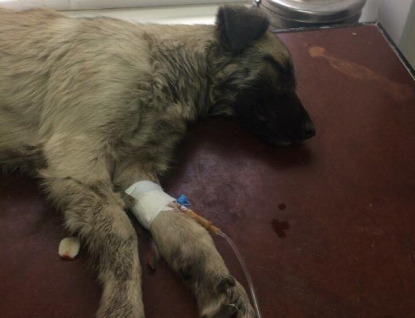 Урод ходил и всем хвастался, что отравил собаку, - волжанка