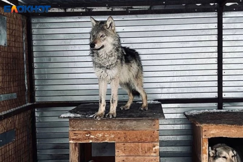 Волки вышли к людям: село близ Волжского оказалось в опасности 