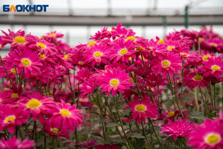 День Федора Мороза: что предвещают приметы и как провести этот зимний обрядовый день