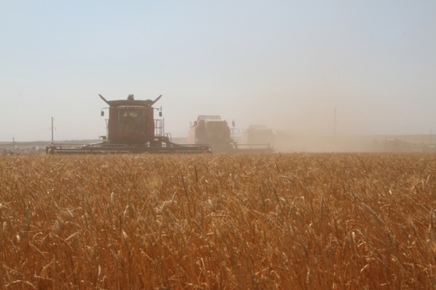 Аграрии Волгоградской области намололи уже более 221 тысячи тонн озимых зерновых