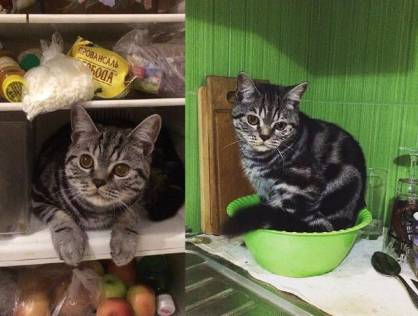 Холодильник и миску для еды облюбовал волжский кот Тимофей в качестве места для отдыха
