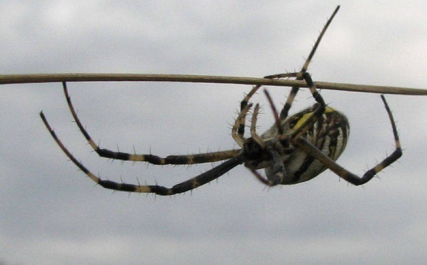 Волгоградскую область начали кошмарить пауки-осы