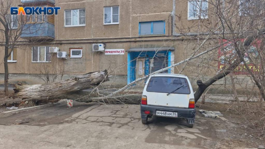 Дерево рухнуло на припаркованную у дома машину в Волжском