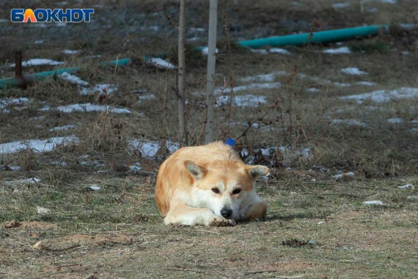 В Волжском лечат ребенка из Ахтубы, которому едва не откусила палец собака