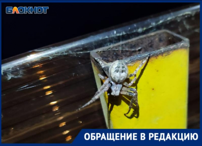 Огромный черный паук напугал волжанку: видео