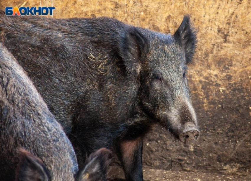 В окрестностях Волжского пересчитают диких кабанов