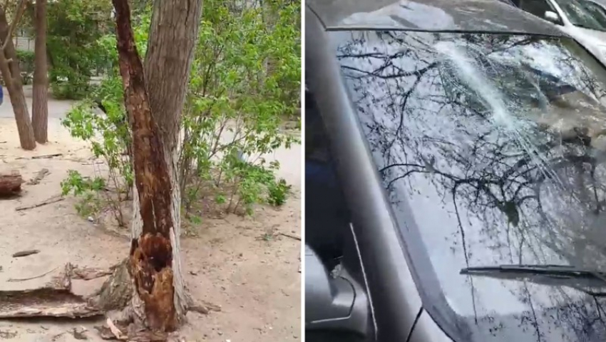 Дерево рухнуло на машину во дворе Волжского
