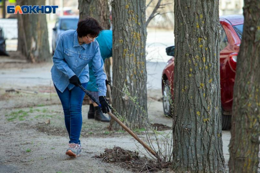 Почти 4 тысячи деревьев высадили в Волжском за осень 2025