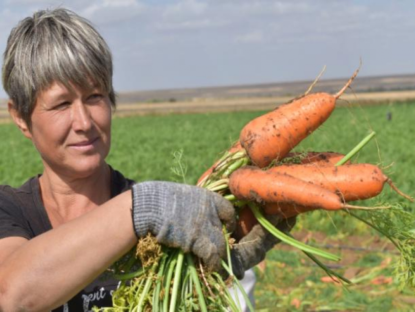 В Волгоградской области ведется уборка овощных культур