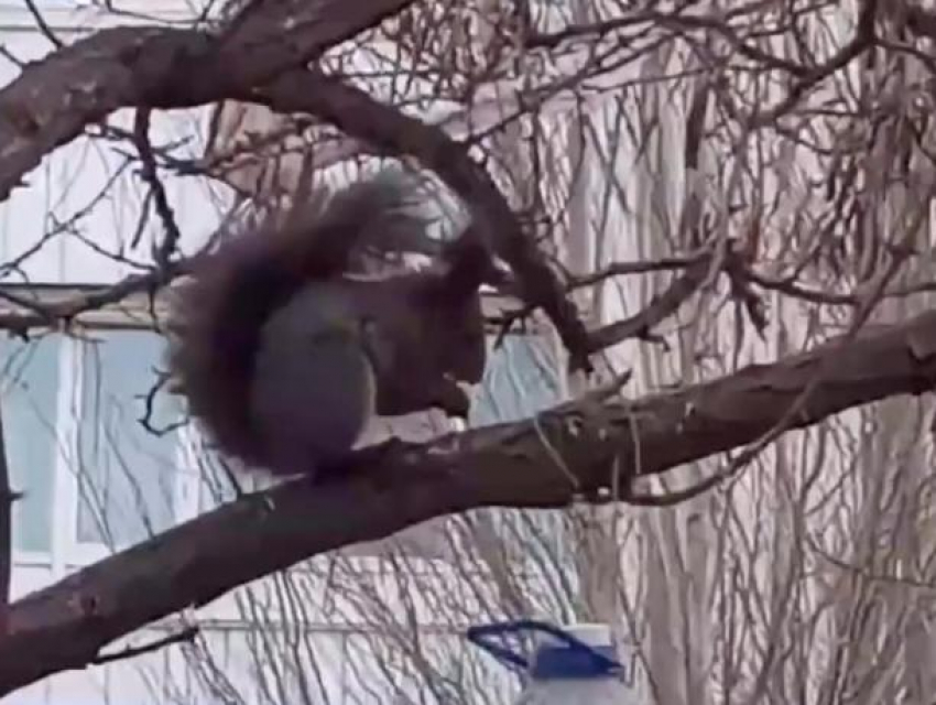 В Волжском обнаружили белку