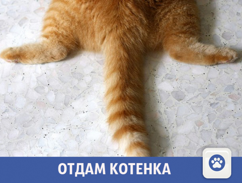 Чудесного котенка отдадут в добрые руки в Волжском