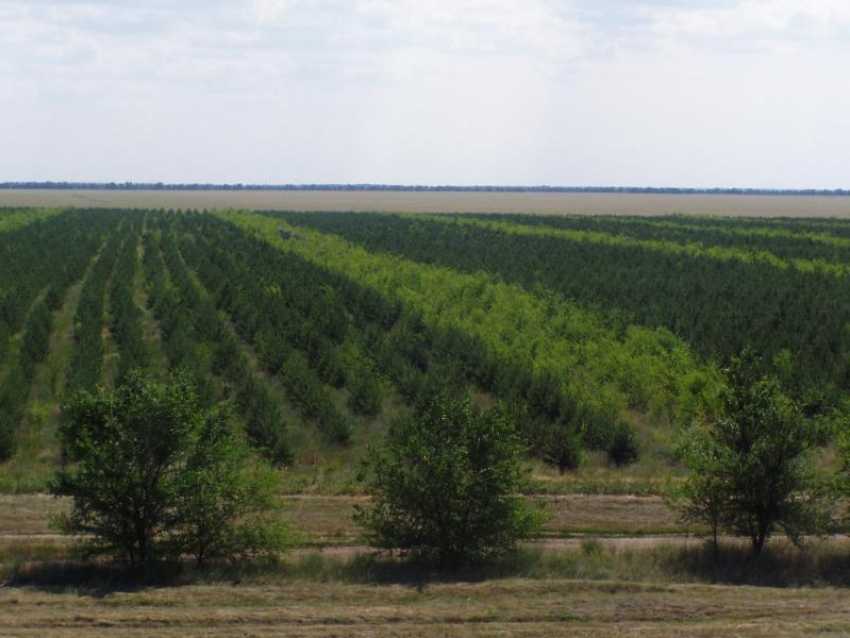 Волгоградские лесничества получают новую технику для сохранения лесов