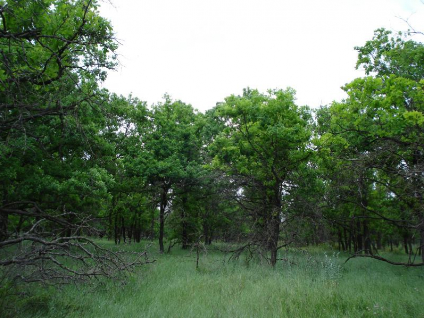 В Волгоградской области новый порядок мониторинга поможет быстрее выявлять и тушить лесные пожары