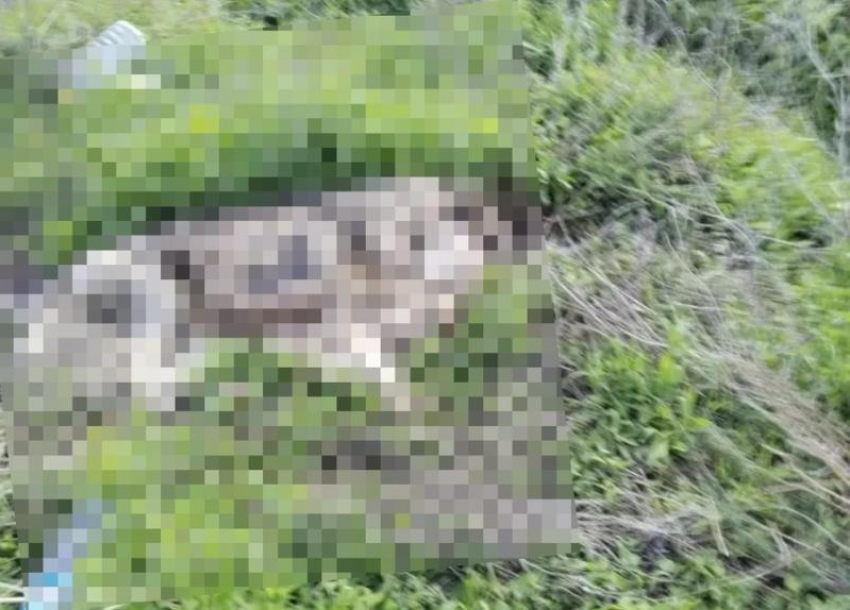 Труп собаки разлагается в СНТ Волжского